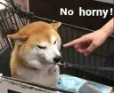No horny