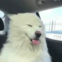 happy doggo