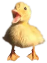 Pog Duck