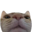 TpCatStare