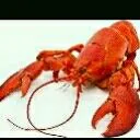 Lobster
