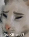 no kittens?