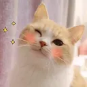 Cat Blushing 