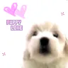 puppyluv