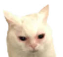 cat angry