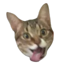 goofy cat