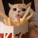 cat nom angel