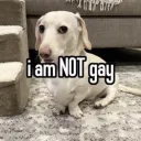 i am NOT gay