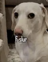 f slur