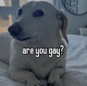 are you gay?