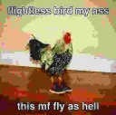 fly cock