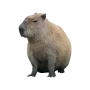 Capybara