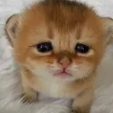 Sad Cat
