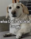 little bit too gay