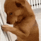 stares ggher