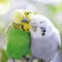 birb cuddle