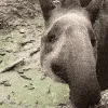 TT_Tapir