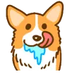 Corgi drool