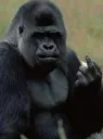 APE FINGER
