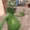 Kermit 