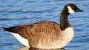 Goose