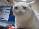 sad cat