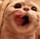 cat yum