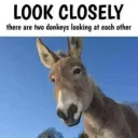 donkey