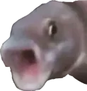 PogFish