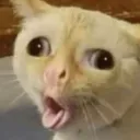 gato