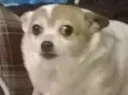 Dogzoi