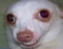 aa