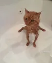 Water Cat