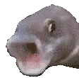 PogFish