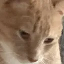 Hooter depressed