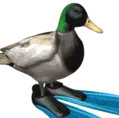 duckspin