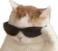 cool kedi