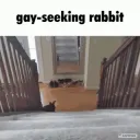 Gay-seeking rabbit