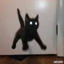cat jump