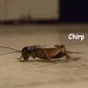 Crickets