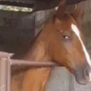 side look horse
