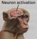 Neuron activation