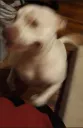 DOGBLURR