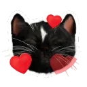 Felini Kitty Cat 3 Love Hearts