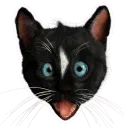 Felini the Kitty Cat Shocked