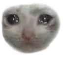 Sad Cat (close)
