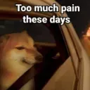 Dog Pain