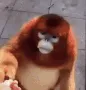 monkey eating