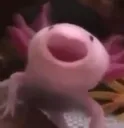 axolotl smile