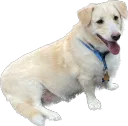 HappyDan